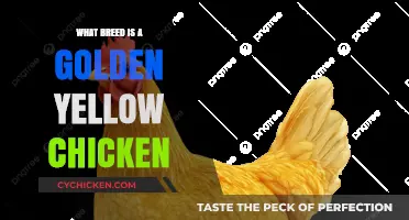 Discovering the Golden Yellow Chicken Breed: A Comprehensive Guide
