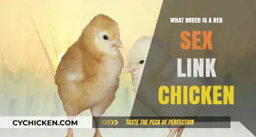 Discover the Breed: Red Sex Link Chicken Unveiled