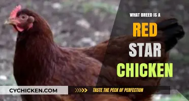Discover the Unique Breed of Red Star Chickens: A Guide