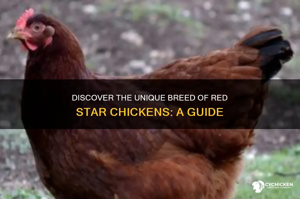 what breed is a red star chicken