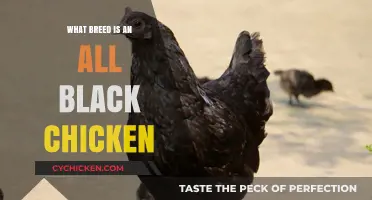 Identifying the All-Black Chicken Breed: A Comprehensive Guide