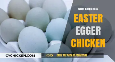 Discover the Unique Breed of Easter Egger Chickens: A Guide