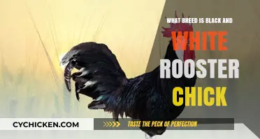 Identifying the Striking Black and White Rooster Chick Breed