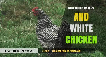 Identifying Your Black and White Chicken Breed: A Comprehensive Guide