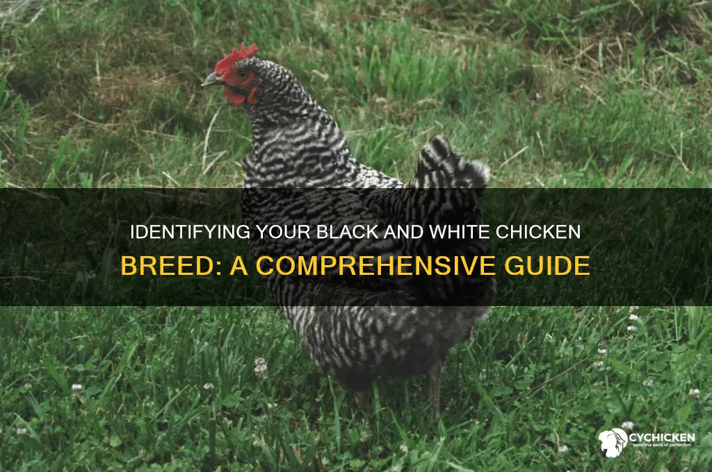 what breed is my black and white chicken