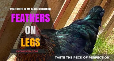 Black Chicken Breed: Featherless Legs?