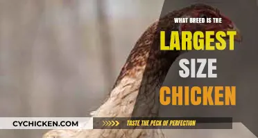 Discover the Largest Chicken Breed: Size, Care, and Characteristics