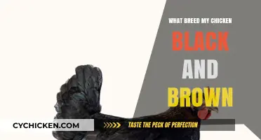 Identifying Your Black and Brown Chicken Breed: A Comprehensive Guide