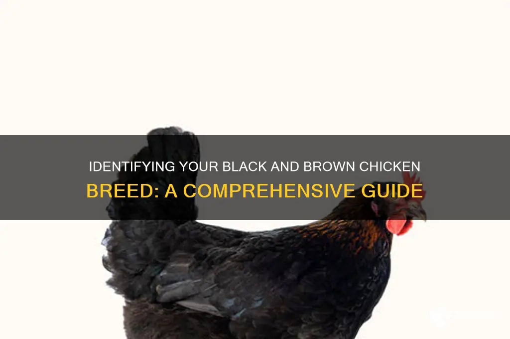 what breed my chicken black and brown