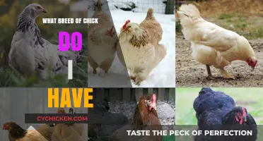 Identifying Your Chick Breed: A Beginner's Guide to Chicken Varieties