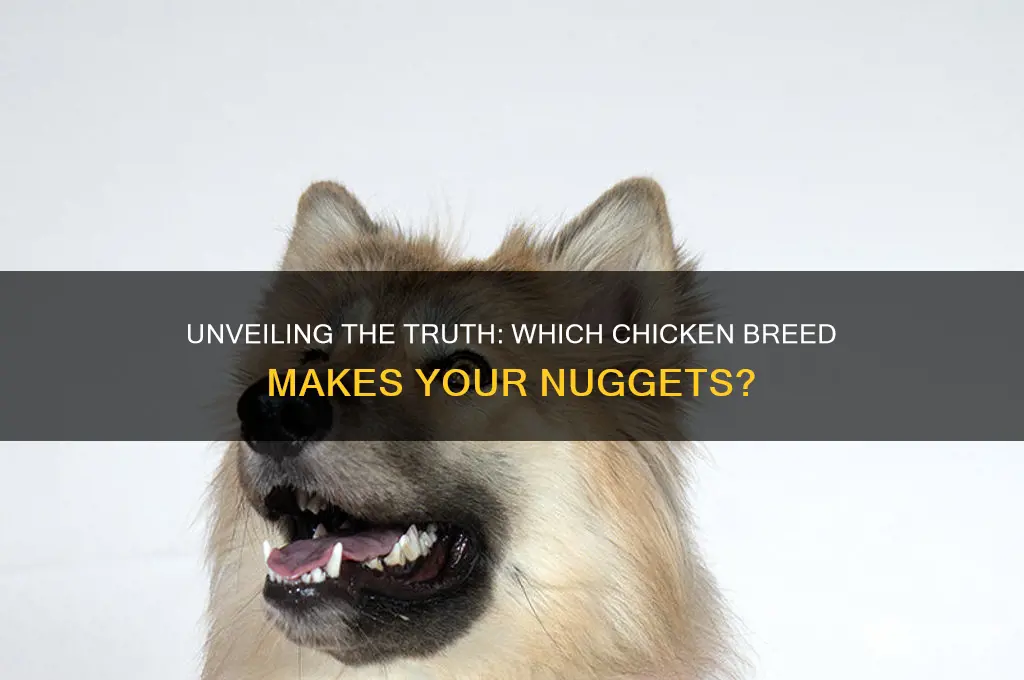 what breed of chicken are chicken nuggets made out of