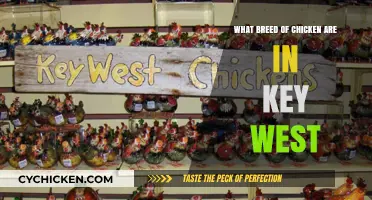 Discovering Key West's Unique Chicken Breeds: A Tropical Poultry Guide
