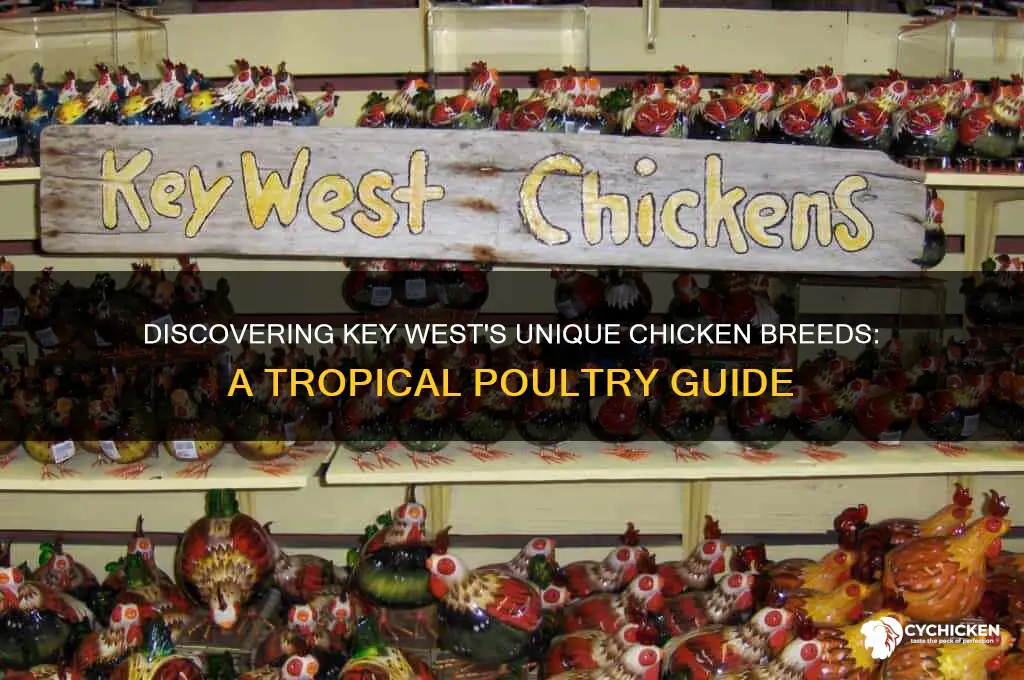 what breed of chicken are in key west