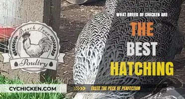 Top Chicken Breeds for Successful Hatching: A Beginner's Guide