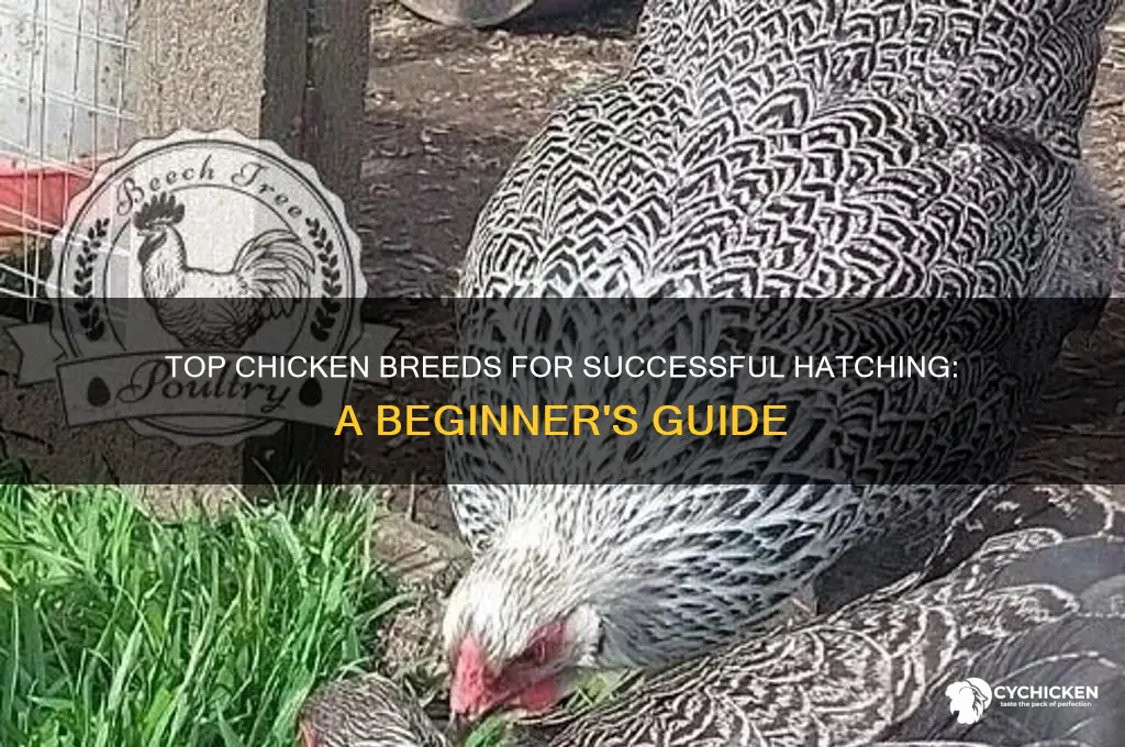 what breed of chicken are the best hatching