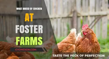 Discovering the Chicken Breeds Raised at Foster Farms