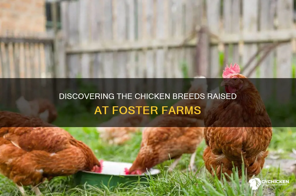 what breed of chicken at foster farms