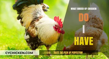 Identifying Your Chicken Breed: A Comprehensive Guide for Poultry Enthusiasts