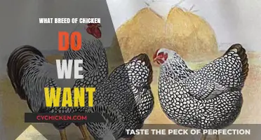 Choosing the Perfect Chicken Breed: Factors to Consider for Your Flock