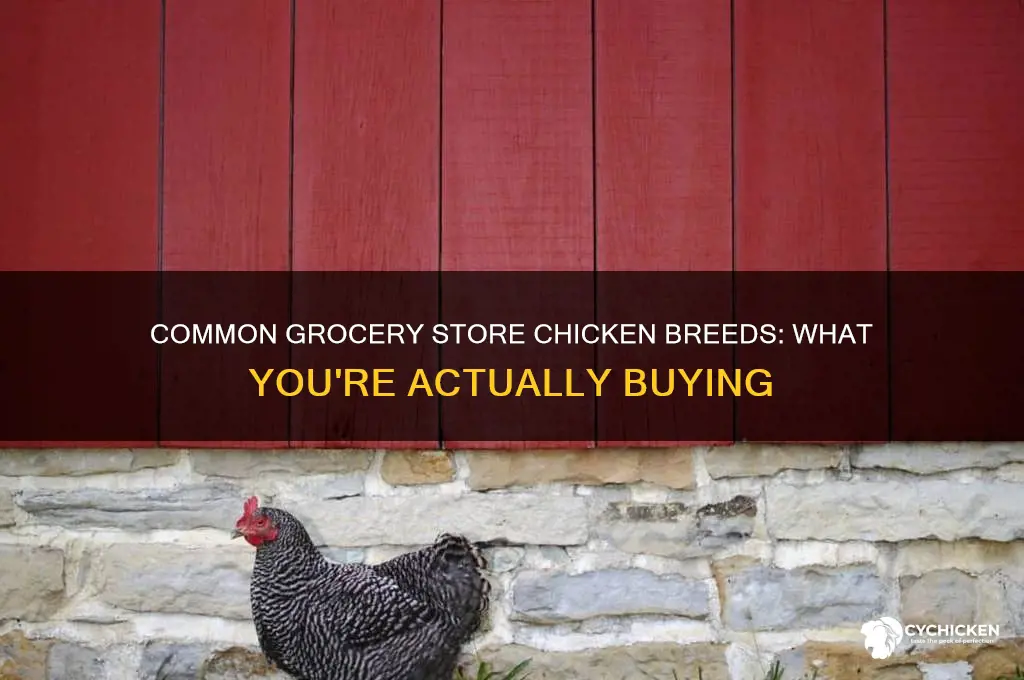 what breed of chicken do you buy in grocery store