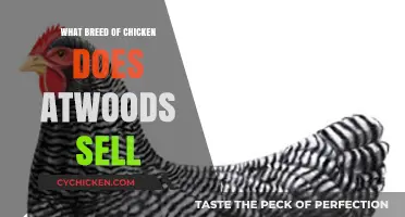 Discover the Chicken Breeds Available at Atwoods: A Comprehensive Guide