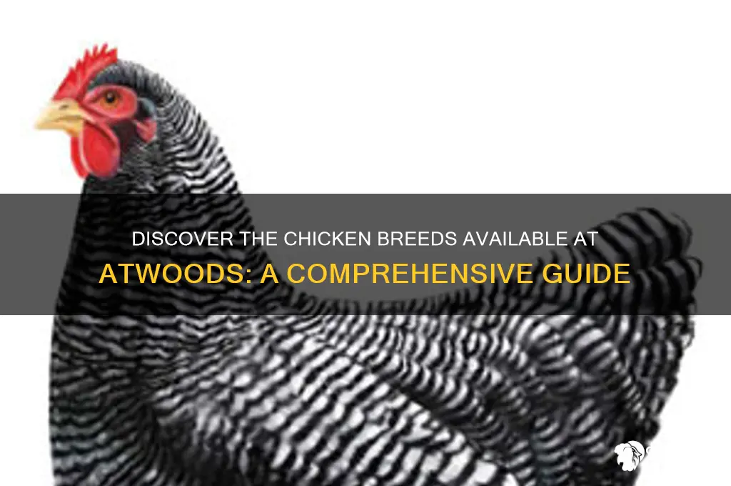 what breed of chicken does atwoods sell