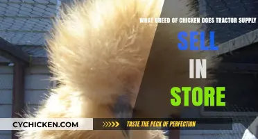 Tractor Supply's In-Store Chicken Breeds: A Comprehensive Guide