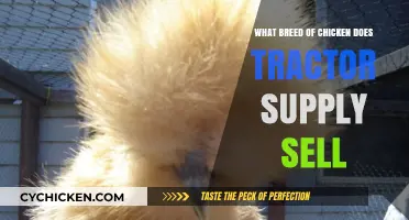 Tractor Supply's Chicken Breeds: A Guide to Their Poultry Selection