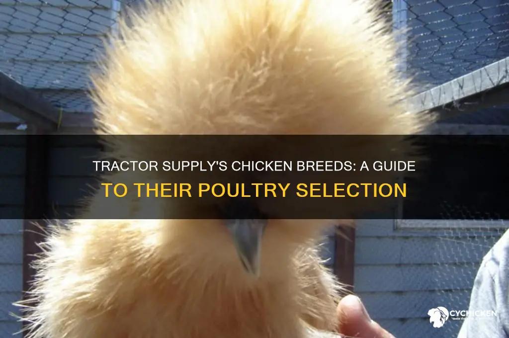 what breed of chicken does tractor supply sell