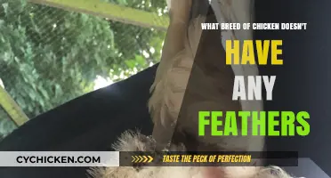 The Naked Truth About Featherless Chicken Breeds