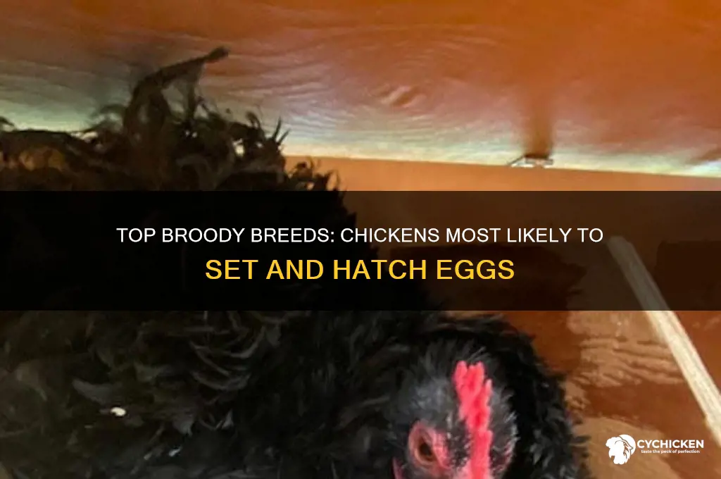 what breed of chicken goes broody the most