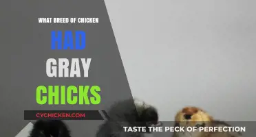 Discovering the Unique Chicken Breed with Gray Chicks: A Guide