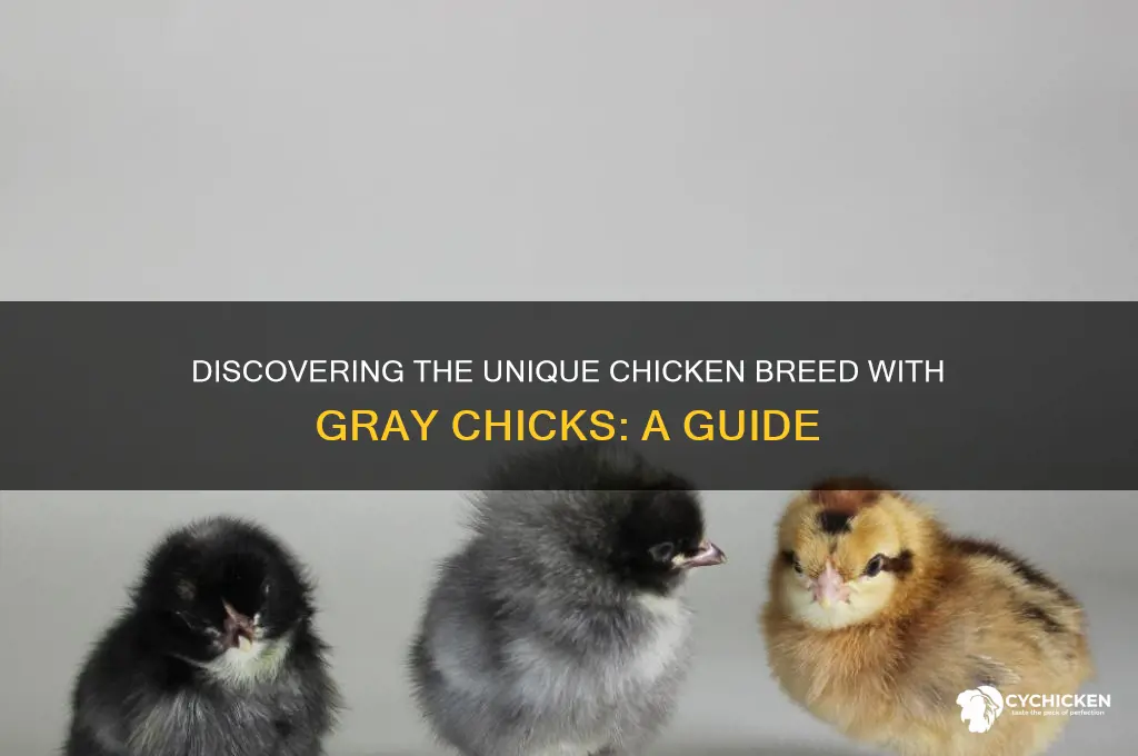 what breed of chicken had gray chicks