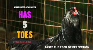 Discover the Unique Chicken Breed with Five Toes: A Guide