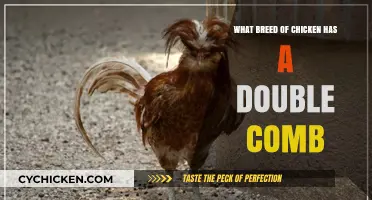 Discovering the Unique Double-Crested Chicken Breed: A Fascinating Feature
