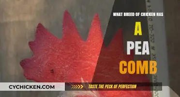 Discovering Pea Comb Chicken Breeds: Unique Traits and Characteristics