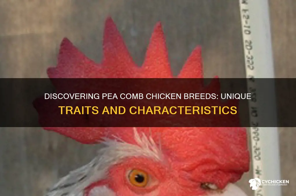 what breed of chicken has a pea comb