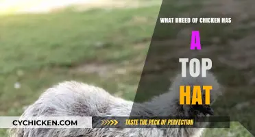 The Unique Top Hat Chicken: Meet the Silkie Bantam Breed