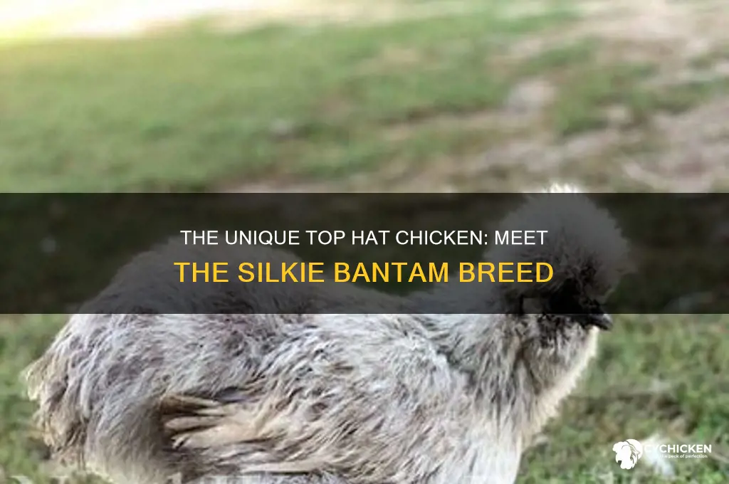what breed of chicken has a top hat