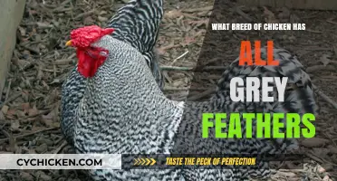 Discover the Stunning All-Grey Feathered Chicken Breed: A Guide