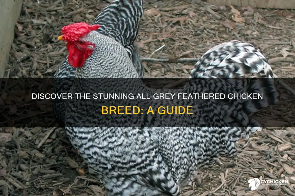 what breed of chicken has all grey feathers