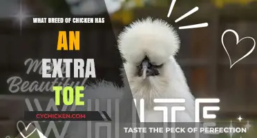 Discover the Unique Chicken Breed with an Extra Toe