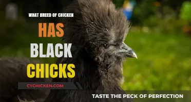 Discovering Chicken Breeds: Which Lay Unique Black Chicks?
