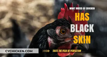 Discovering the Unique Black-Skinned Chicken Breed: A Comprehensive Guide