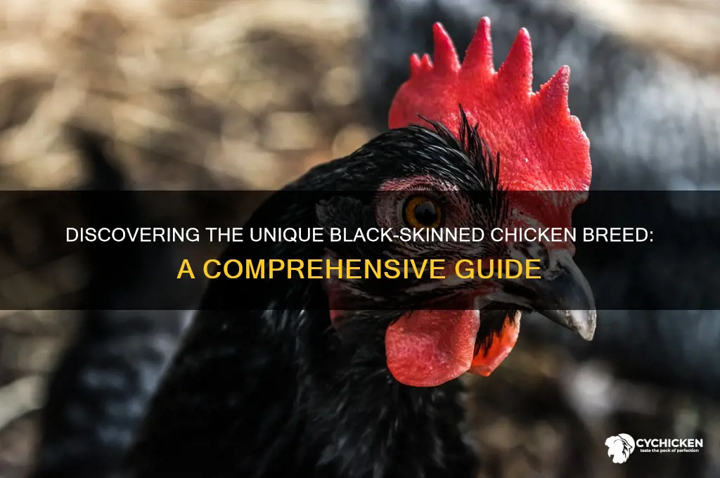 what breed of chicken has black skin