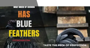 Discovering the Stunning Blue-Feathered Chicken Breeds: A Guide