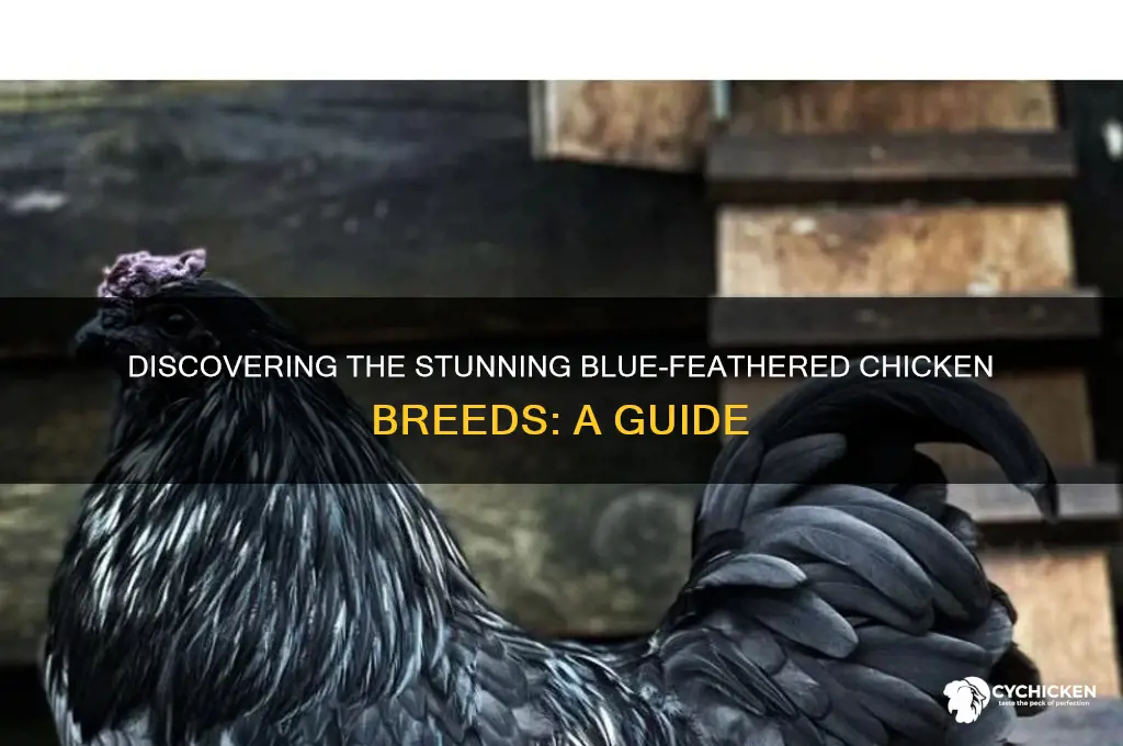 what breed of chicken has blue feathers