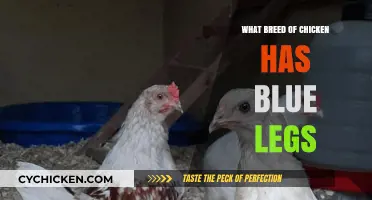Discovering the Unique Chicken Breed with Striking Blue Legs