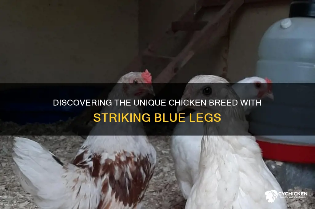 what breed of chicken has blue legs