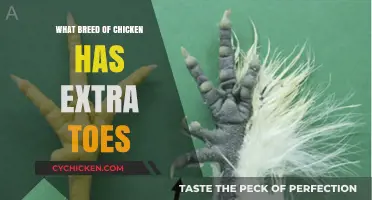 Discover the Unique Chicken Breed with Extra Toes: A Guide